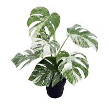 Produit monstera