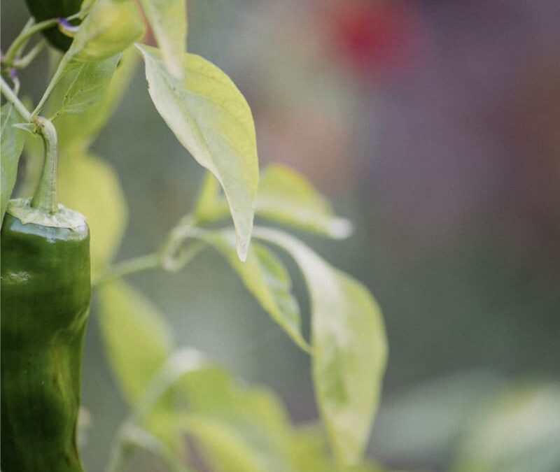 Photographie de plantes