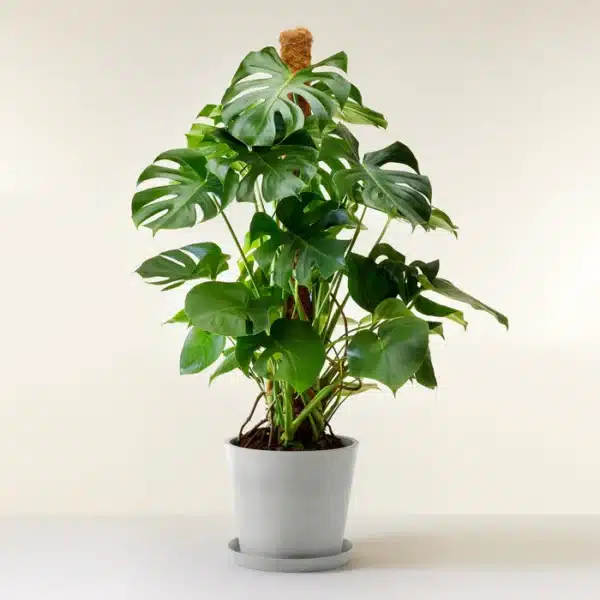 Grand monstera Deliciosa XL