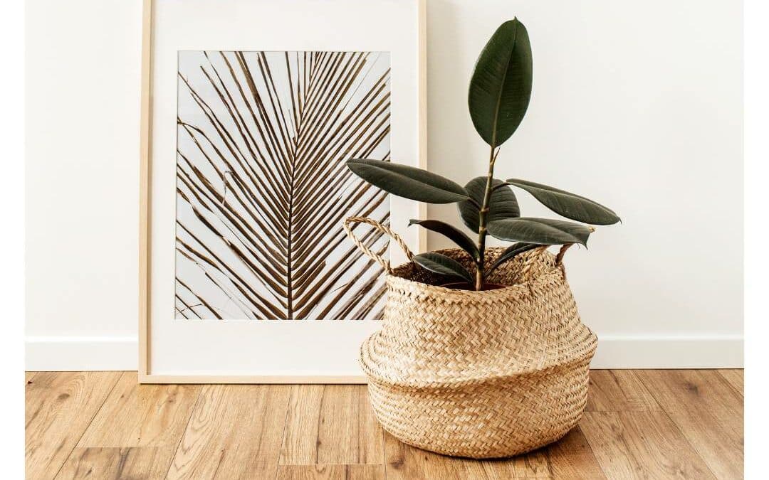 Image illustrant la boutique d'accessoires pour plantes et Monstera