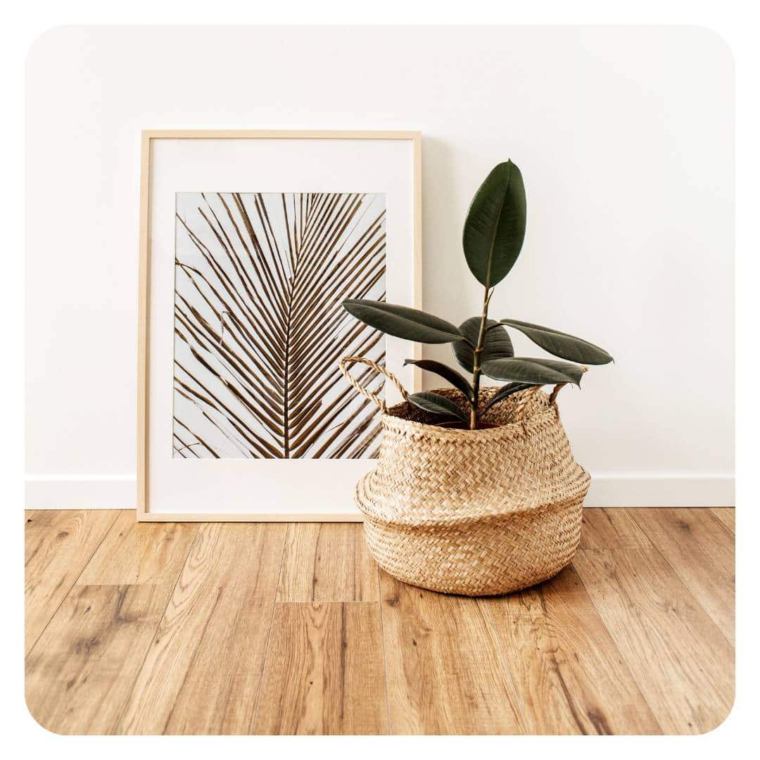 Image illustrant la boutique d'accessoires pour plantes et Monstera