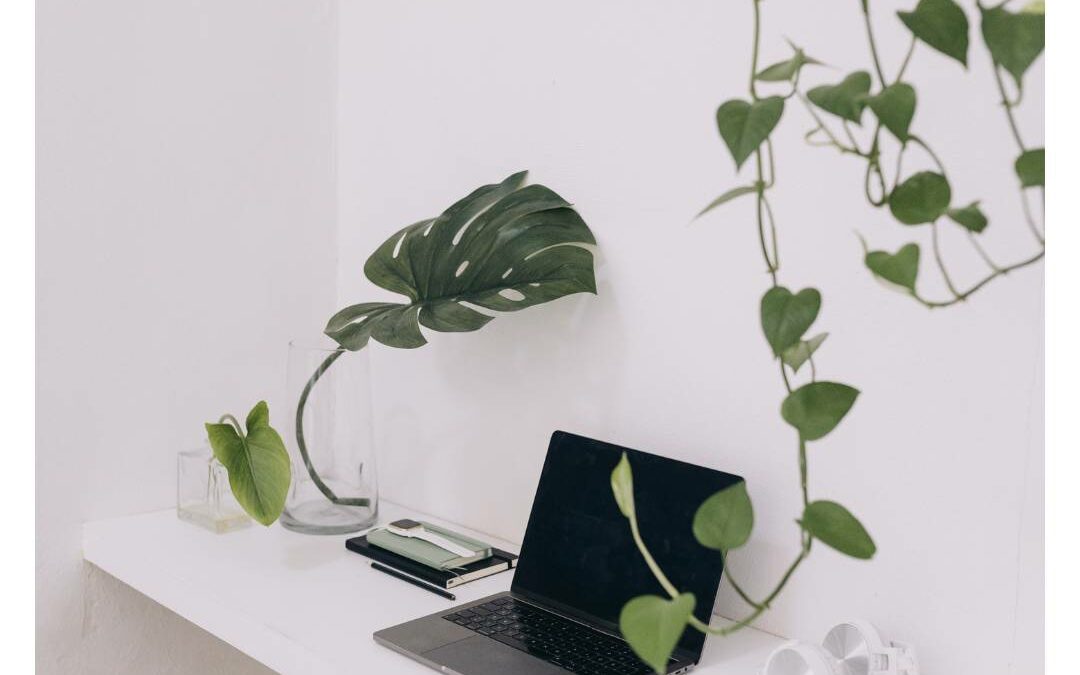 Image illustrant la boutique dédiée aux entreprises pour plantes et Monstera