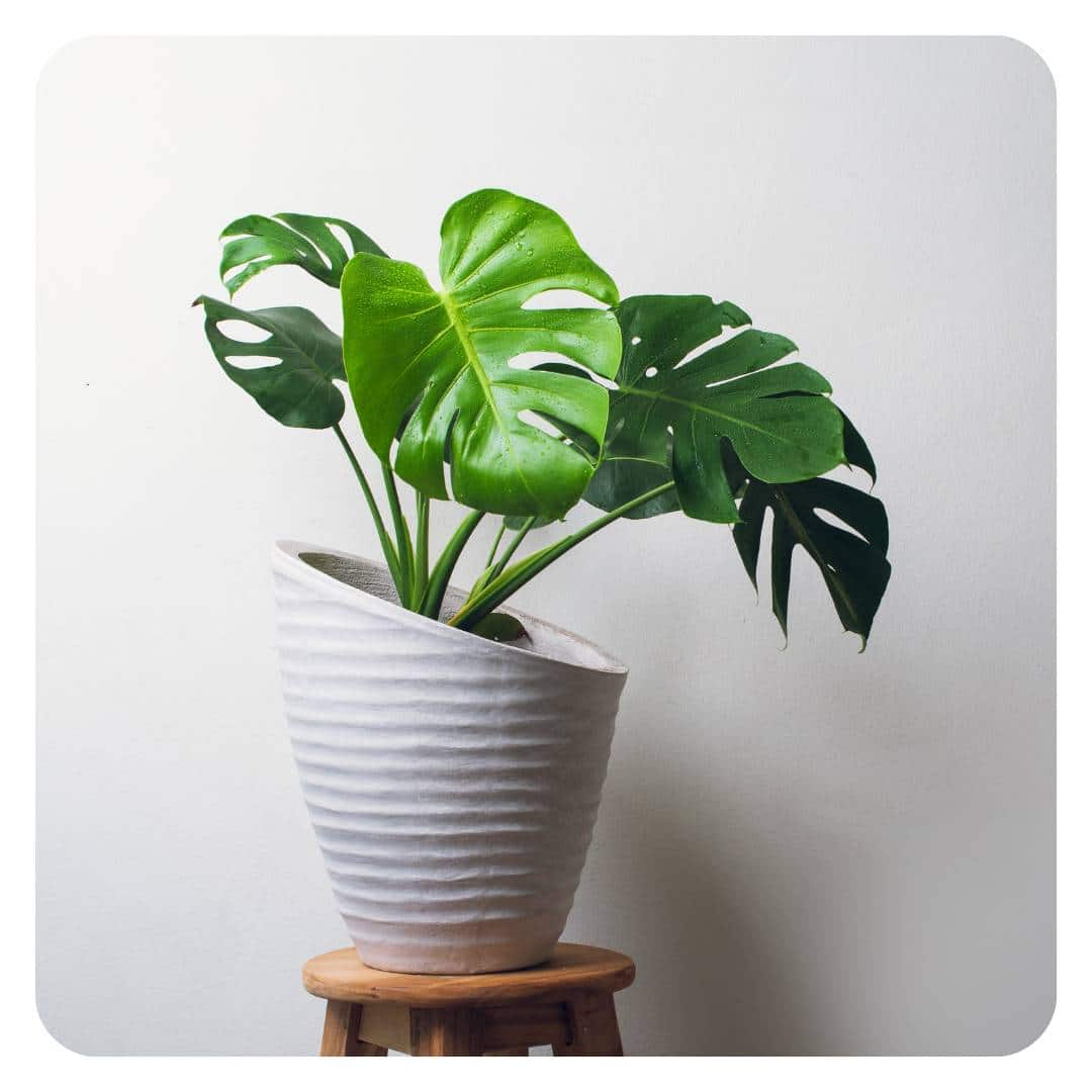 Image illustrant la boutique des plantes et Monstera