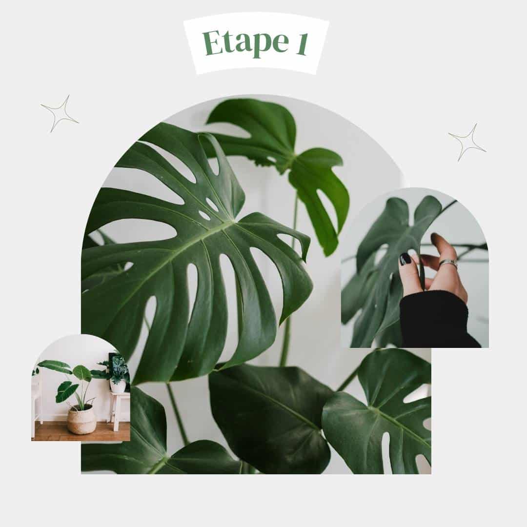 Etape 1 : Une passion pour les plantes