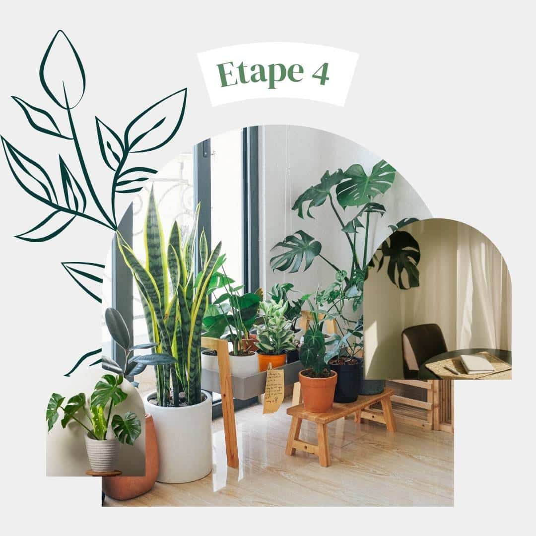 Etape 4 : lancement de Monstera Vibies illustré par une photographie avec des plantes dans un salon