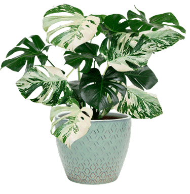 Image d'une monstera variegata en pot